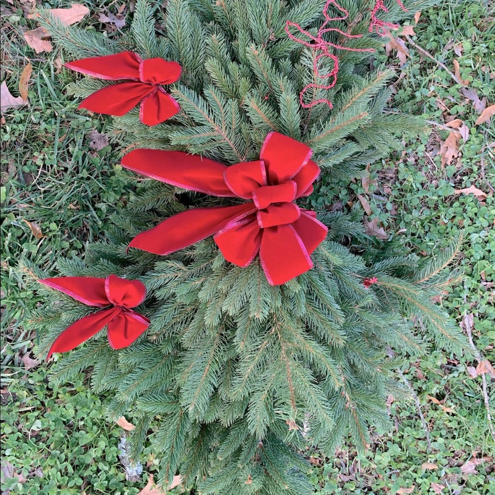 COPY - Huge Live Norwegian Pine grave blanket cemetery
